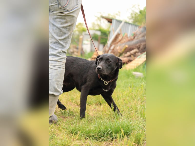 Farah VA – Clevere Junghündin mit großem Herz sucht ihre Familie