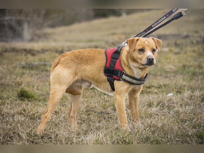 Oszi-SI sucht sicheren Hafen