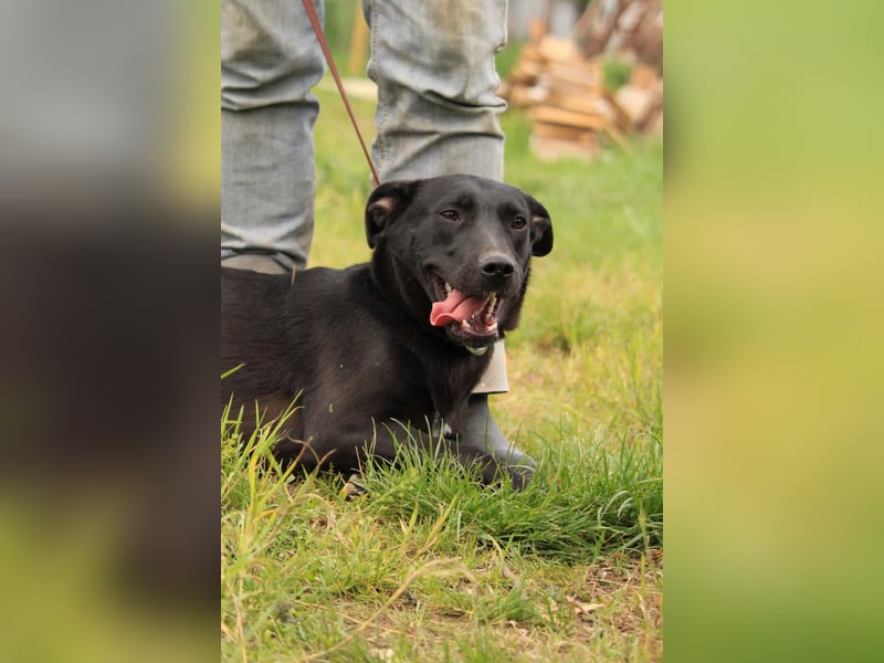 Farah VA – Clevere Junghündin mit großem Herz sucht ihre Familie