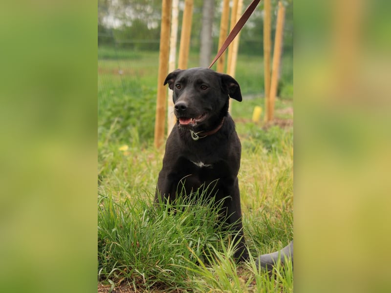 Farah VA – Clevere Junghündin mit großem Herz sucht ihre Familie