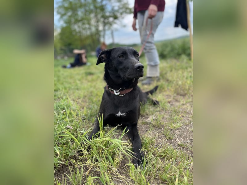 Farah VA – Clevere Junghündin mit großem Herz sucht ihre Familie