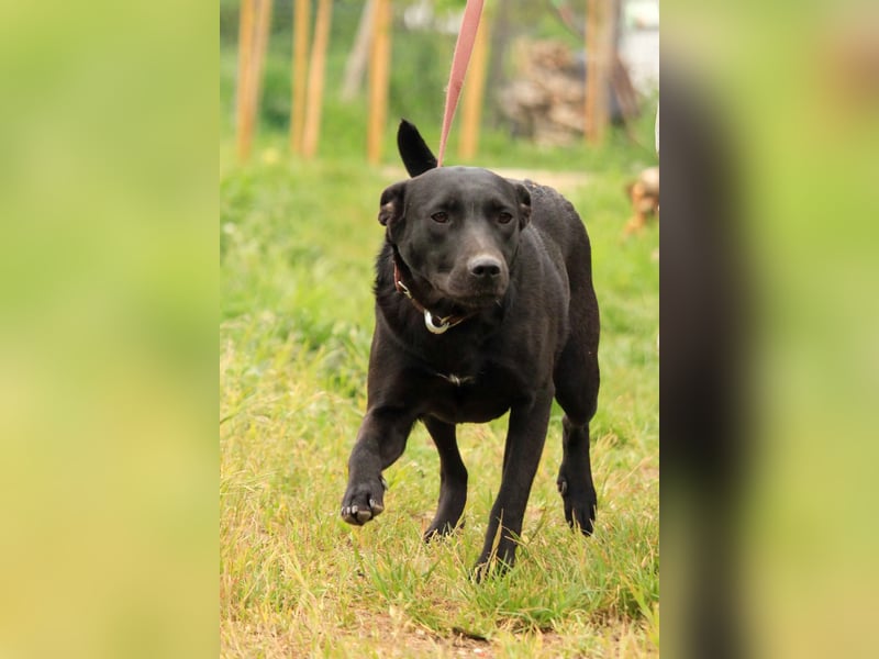 Farah VA – Clevere Junghündin mit großem Herz sucht ihre Familie