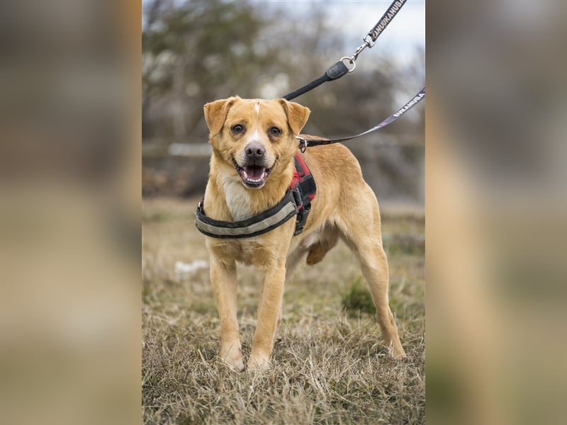 Oszi-SI sucht sicheren Hafen