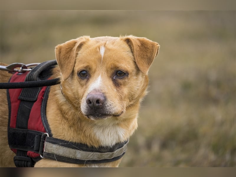 Oszi-SI sucht sicheren Hafen