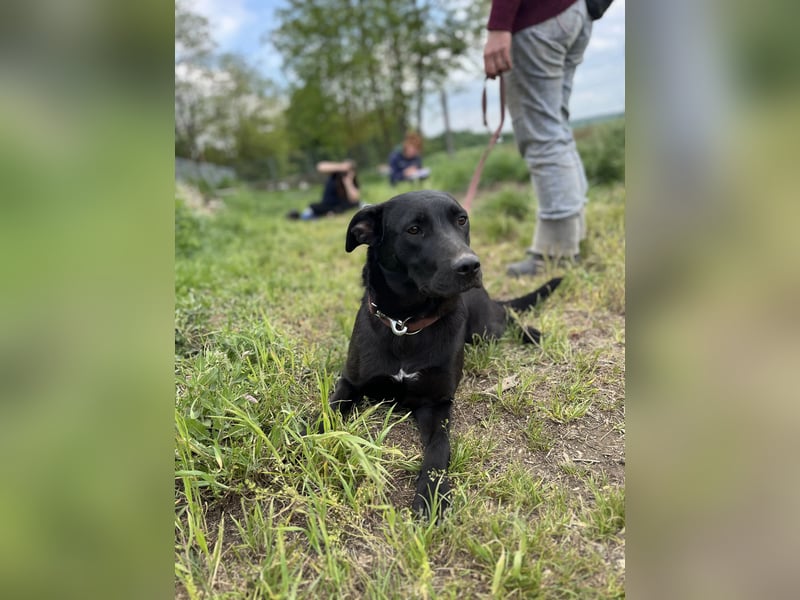 Farah VA – Clevere Junghündin mit großem Herz sucht ihre Familie