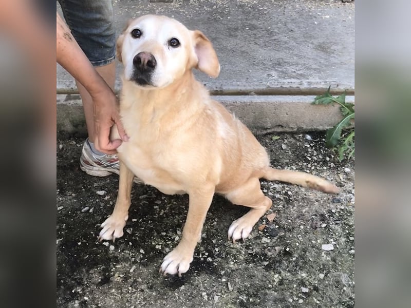 FORGOKA - SUCHT WARMES KÖRBCHEN FÜR IHREN LEBENSABEND