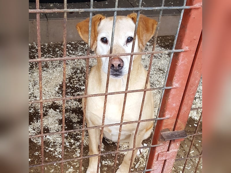 FORGOKA - SUCHT WARMES KÖRBCHEN FÜR IHREN LEBENSABEND