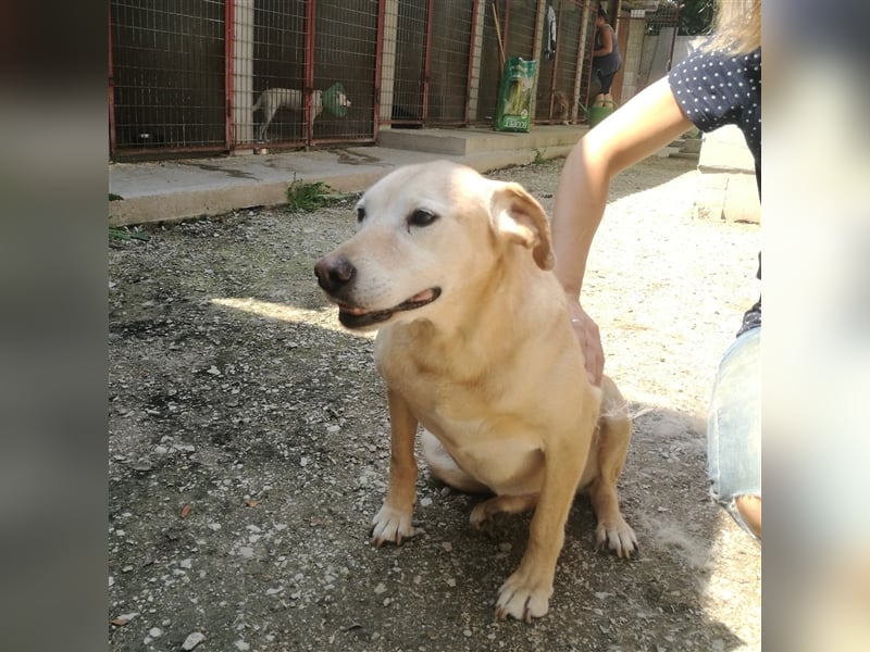 FORGOKA - SUCHT WARMES KÖRBCHEN FÜR IHREN LEBENSABEND