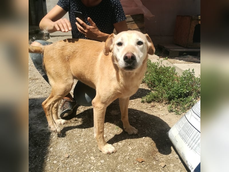 FORGOKA - SUCHT WARMES KÖRBCHEN FÜR IHREN LEBENSABEND