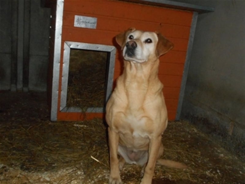 FORGOKA - SUCHT WARMES KÖRBCHEN FÜR IHREN LEBENSABEND