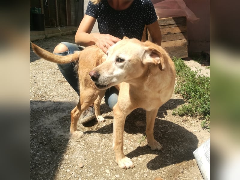 FORGOKA - SUCHT WARMES KÖRBCHEN FÜR IHREN LEBENSABEND