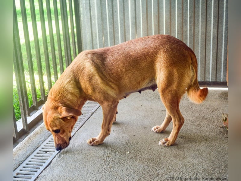 Greta, geboren 06.2023, 50cm sucht ihr Zuhause