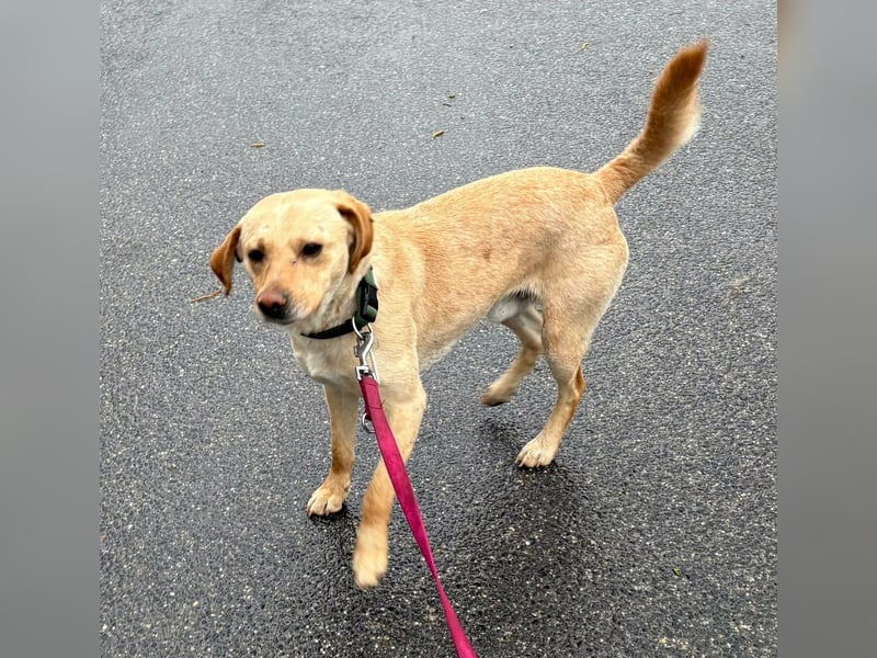 Ede, 2 Jahre, 45cm sucht sein Körbchen