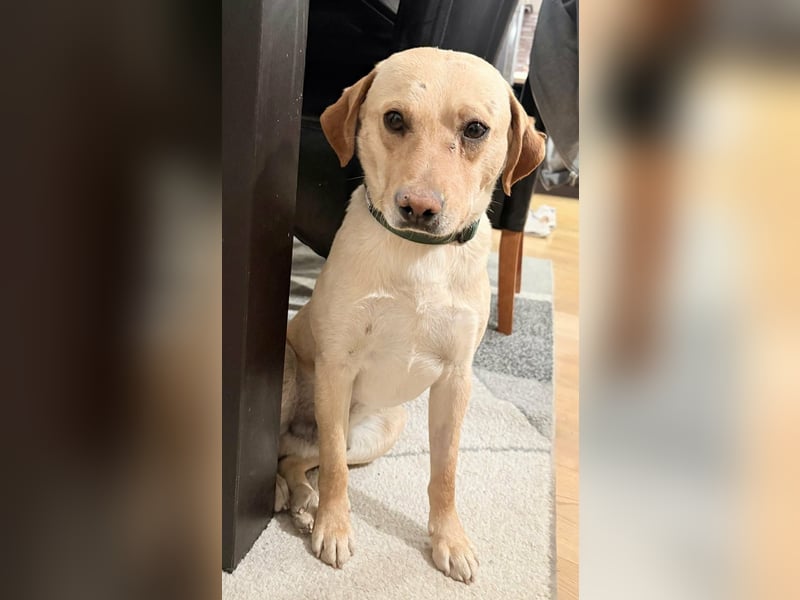 Ede, 2 Jahre, 45cm sucht sein Körbchen