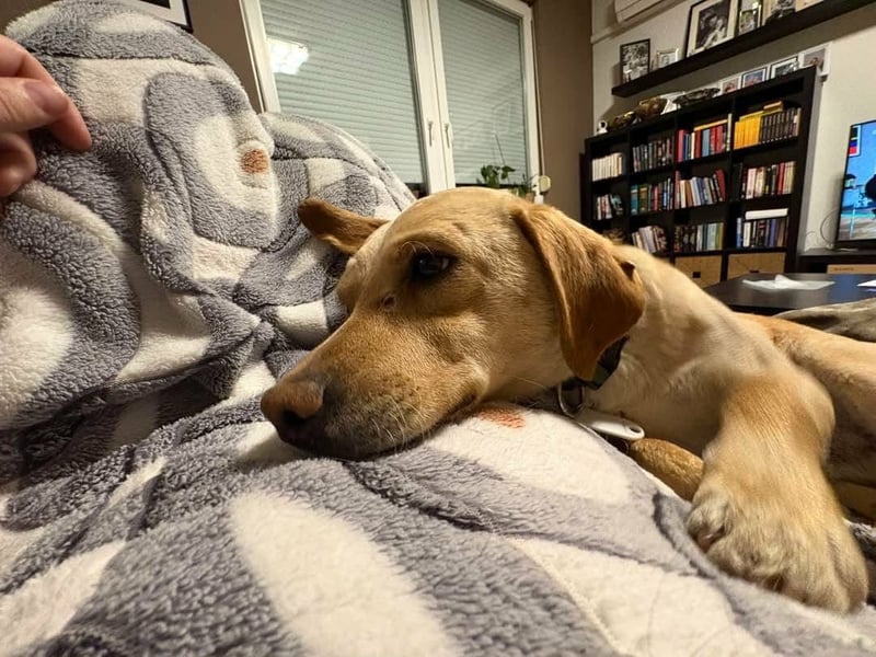 Ede, 2 Jahre, 45cm sucht sein Körbchen