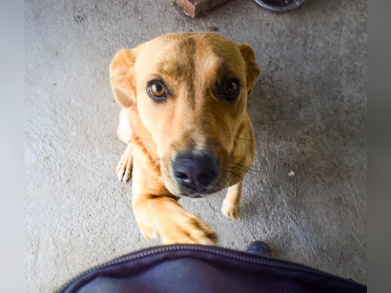 Greta, geboren 06.2023, 50cm sucht ihr Zuhause