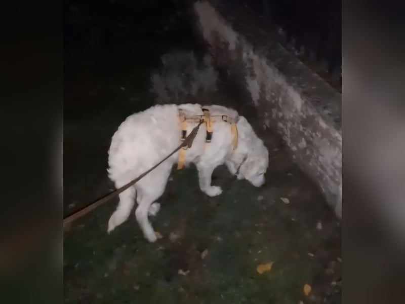 Greta: wer zeigt mir die bunte Welt? Greta: wer zeigt mir die bunte Welt?