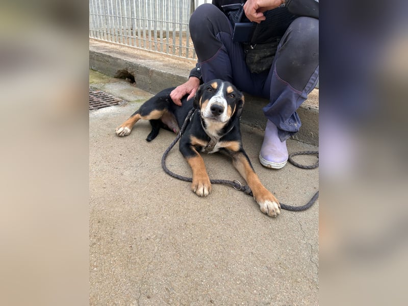 Bill: einfach nur lieb und unkompliziert