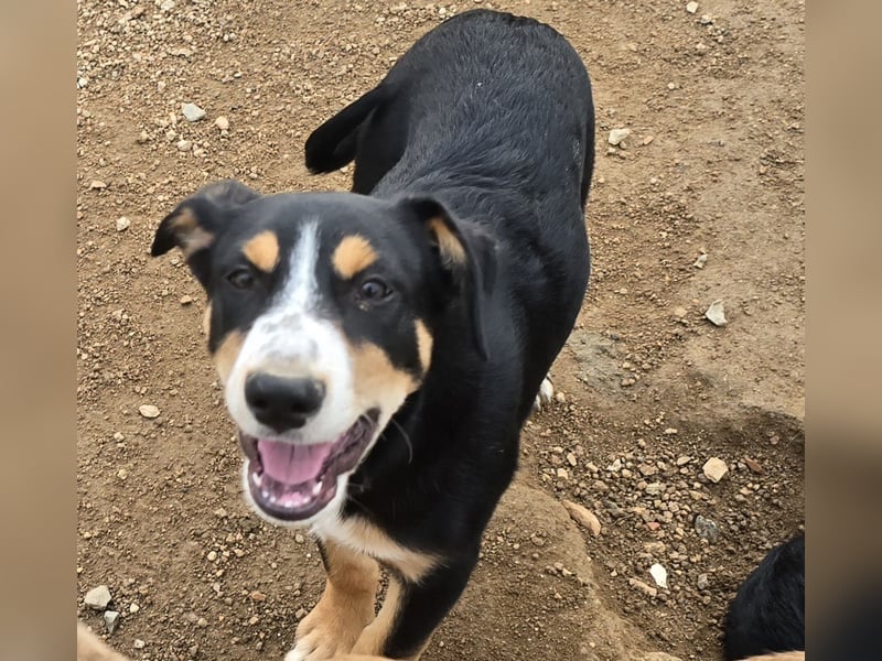 Bill: einfach nur lieb und unkompliziert