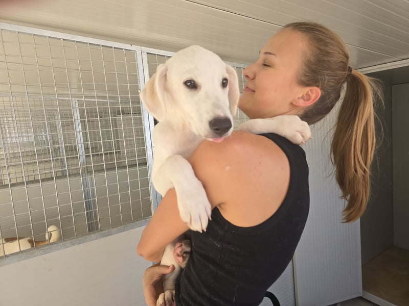Mats: kleiner Labbi-Mix sucht dich