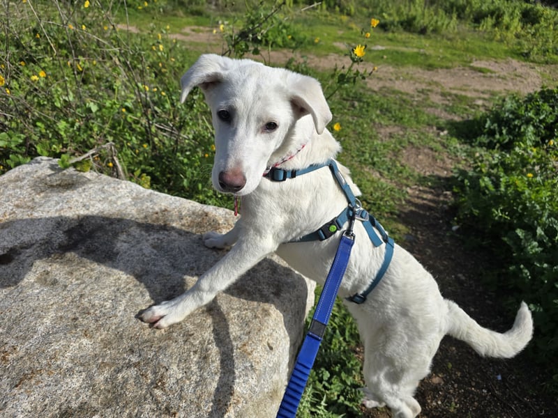 Clementina: grazile, aufgeweckte Schönheit