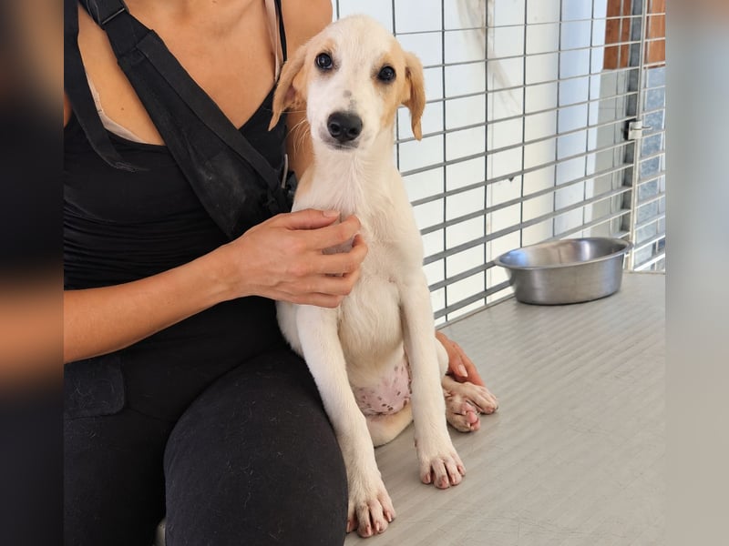 Patsy: ein ruhiger Schatz sucht Geborgenheit
