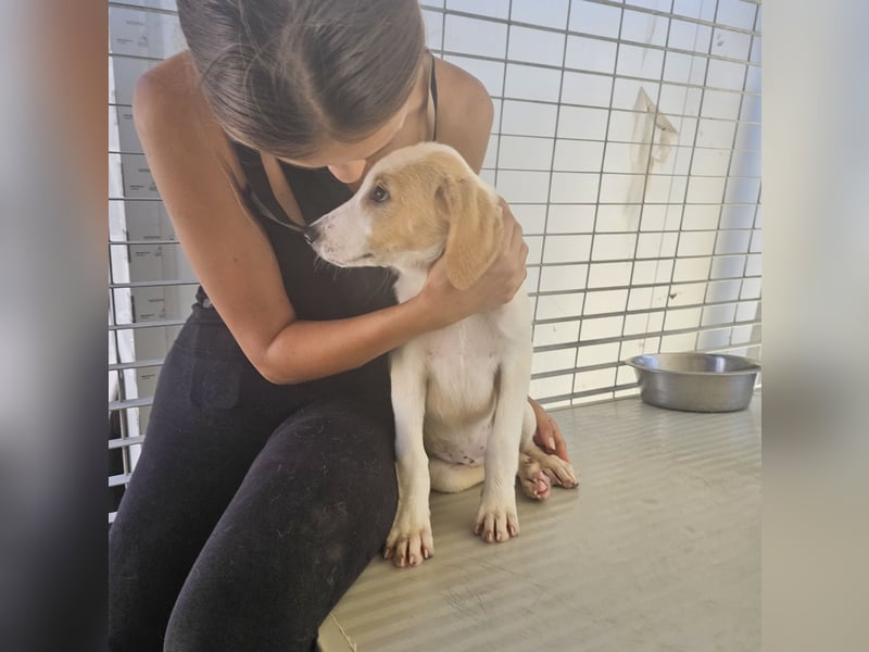 Patsy: ein ruhiger Schatz sucht Geborgenheit