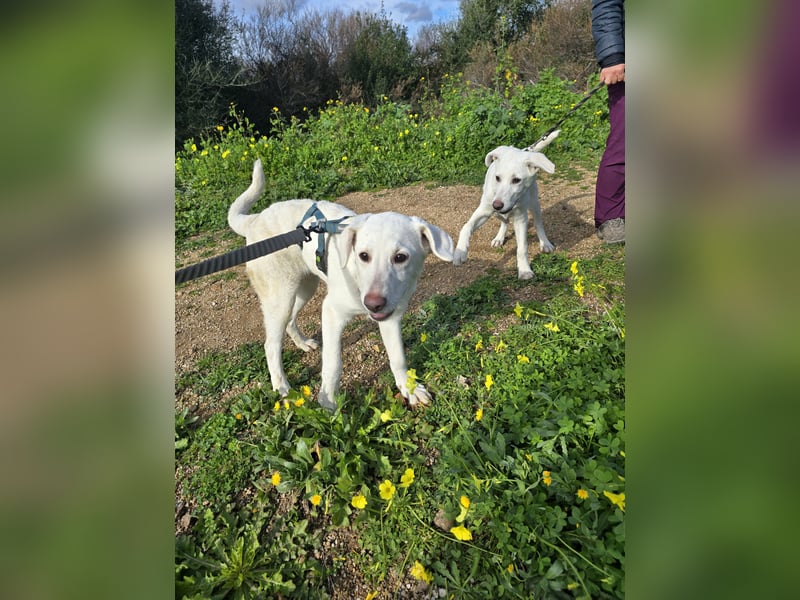 Chaya: einfach nur Klasse