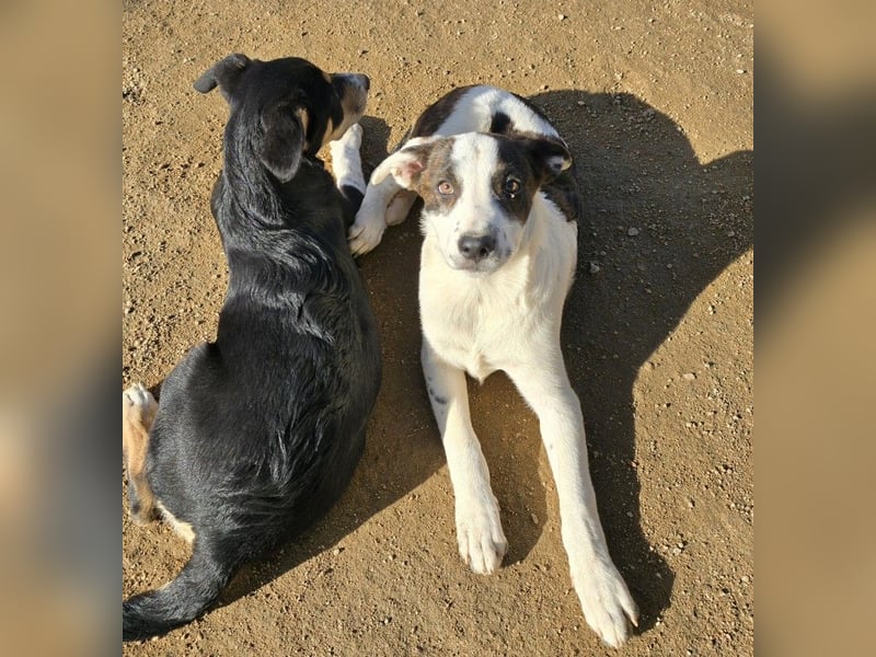 Brad: Hallo, hier bin ich!