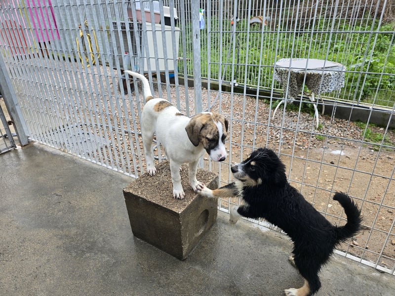 Ave: Spaß und gute Laune garantiert