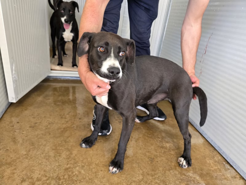 Sofia: Mini- Labrador für die ganze Familie