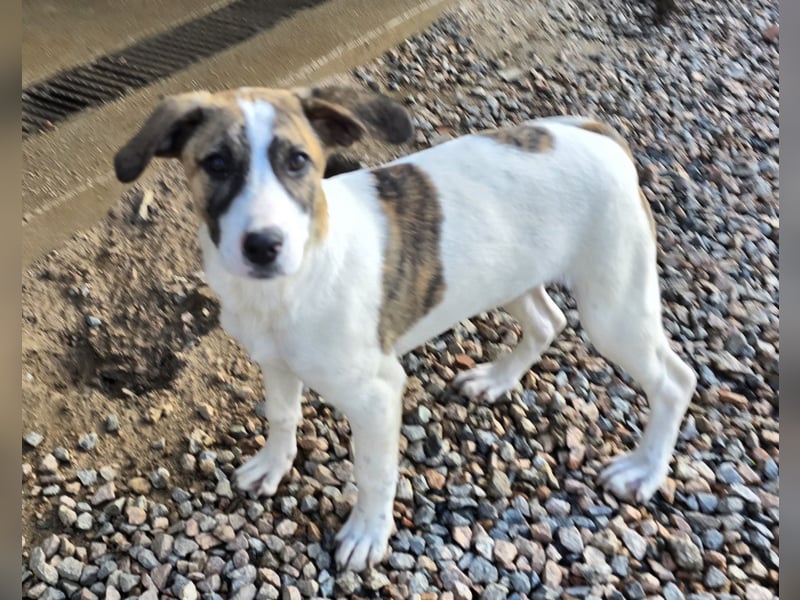 Ave: perfekte Familienhündin