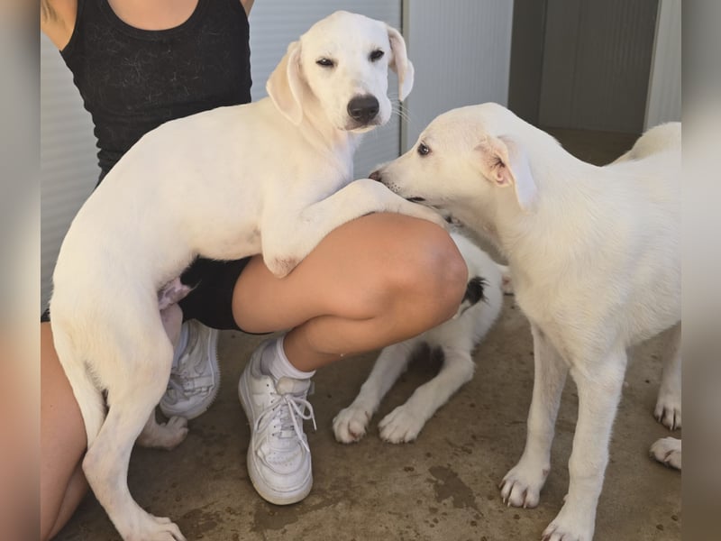 Malte: ein Traum für Labrador-Freunde