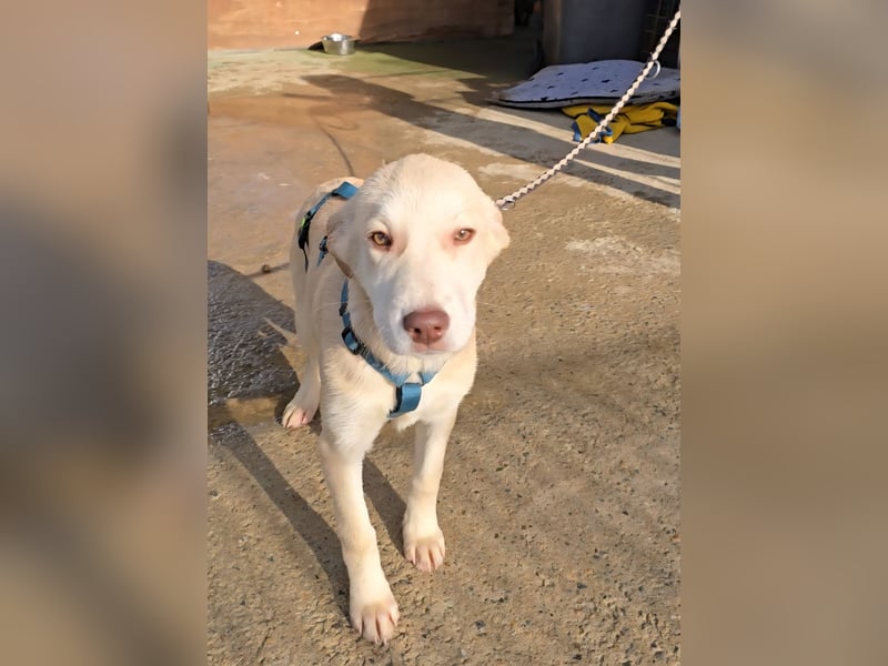 Kenba: Schönheit und Reinrassigkeit nutzen ihr nichts