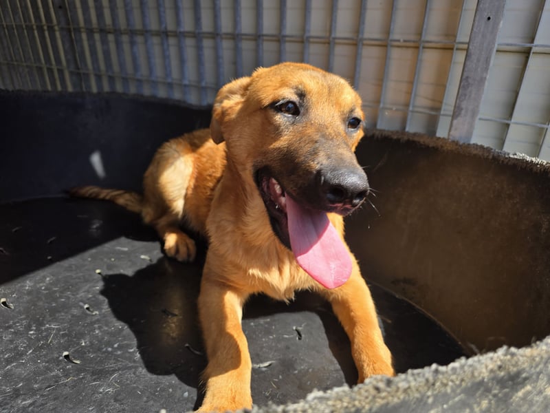 Fritz: kleiner Labbi-Mix wäre gern Familienhund