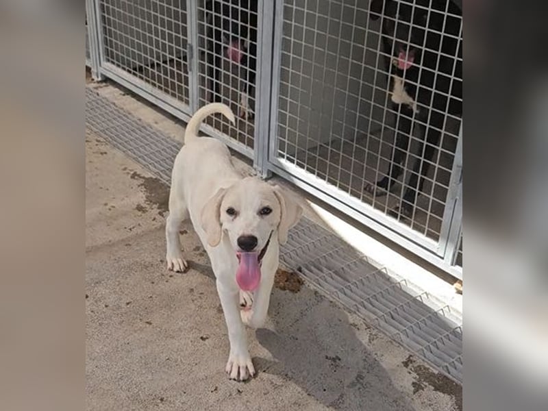 Rübe: wo sind die Labrador-Freunde