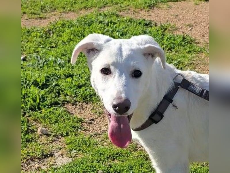 Clementina: grazile, aufgeweckte Schönheit