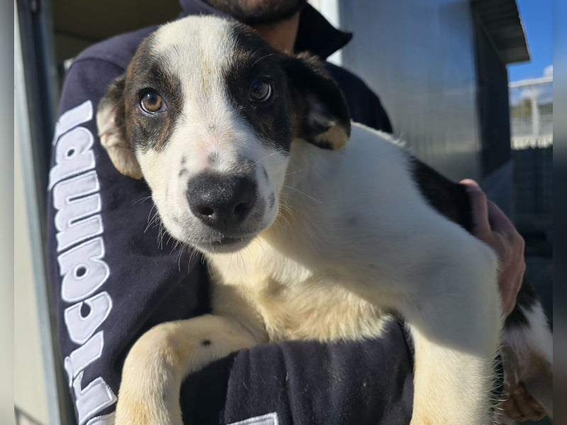 Brad: Hallo, hier bin ich!