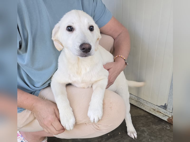 Liz: wer öffnet mir  die Tür?