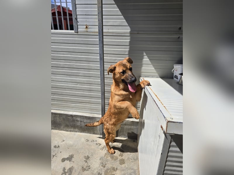 Fritz: kleiner Labbi-Mix wäre gern Familienhund