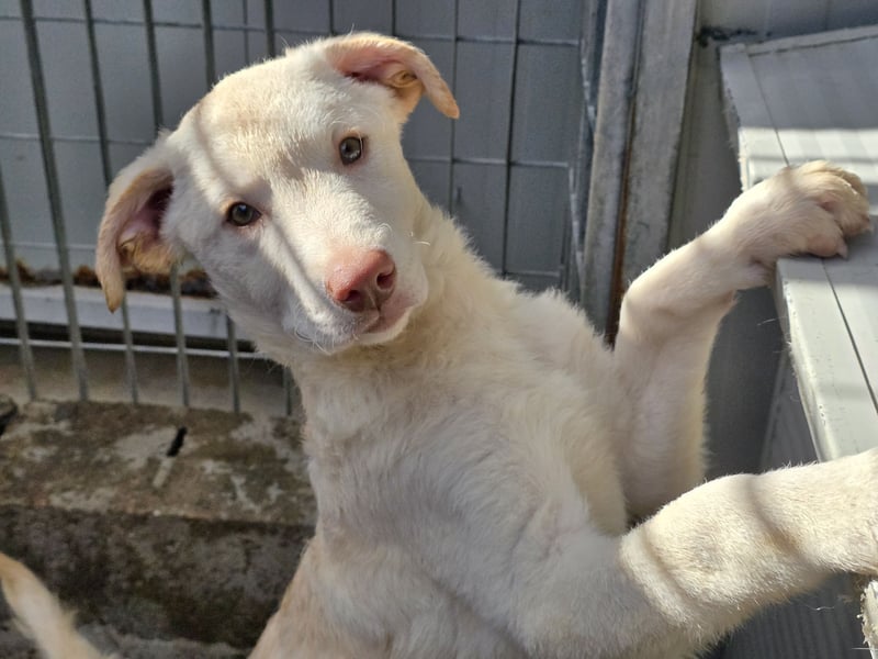 Kalif: seine Augen blicken ins Herz