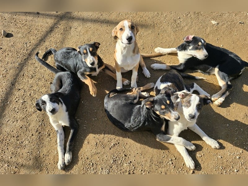 Brad: Hallo, hier bin ich!