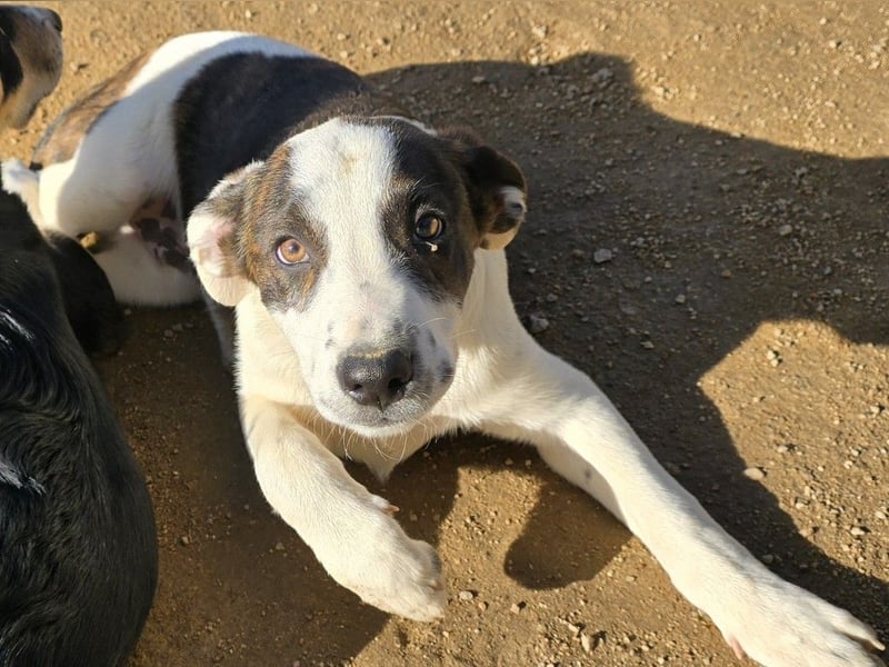 Brad: Hallo, hier bin ich!