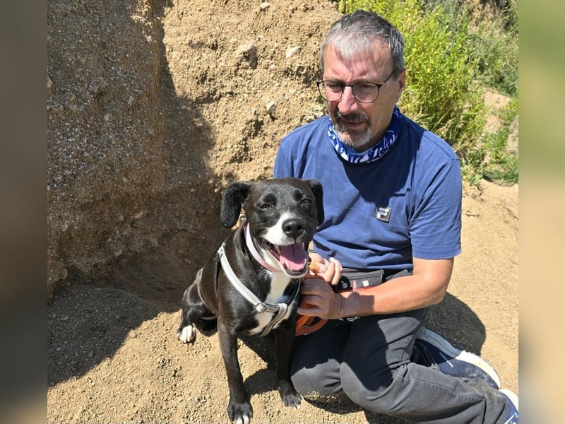 Brenda: Labrador im Kleinformat