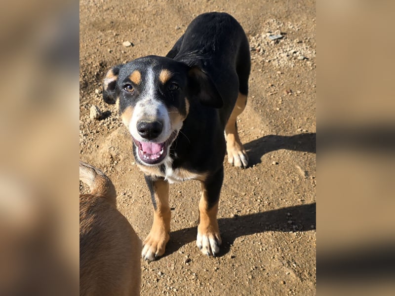 Bill: einfach nur lieb und unkompliziert