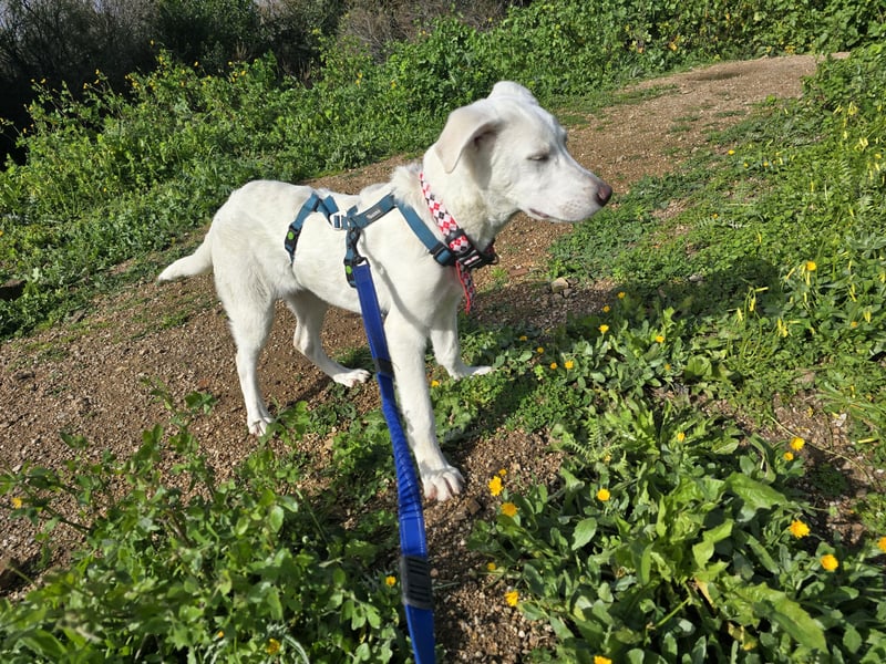 Clementina: grazile, aufgeweckte Schönheit