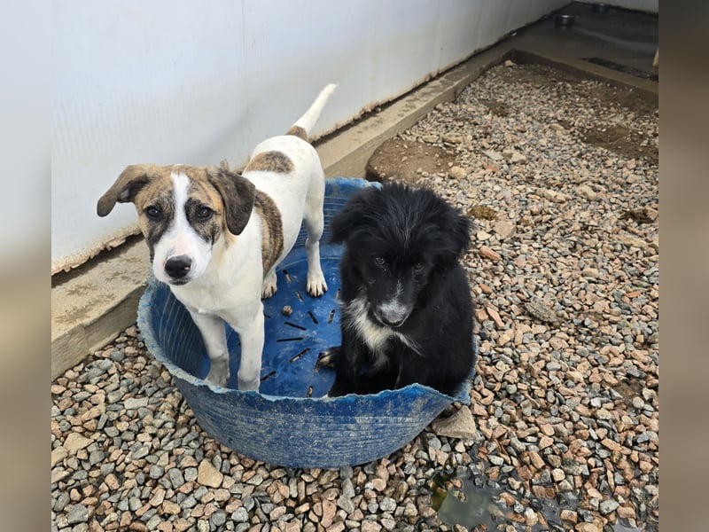 Ave: perfekte Familienhündin