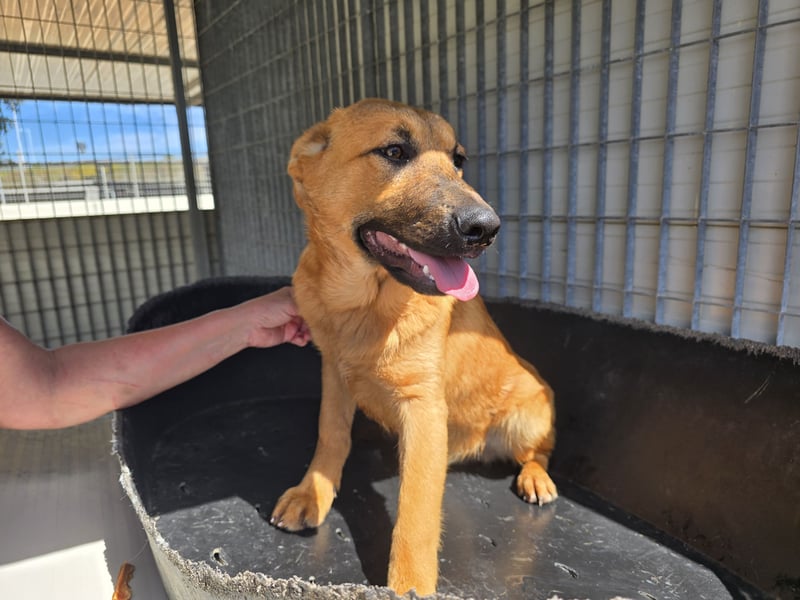 Fritz: kleiner Labbi-Mix wäre gern Familienhund