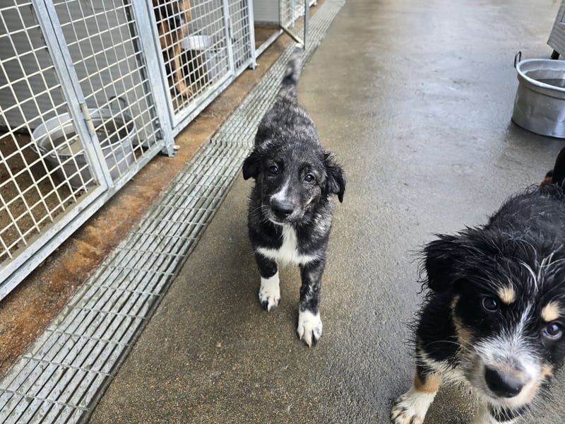 Pesca: Spaß und gute Laune garantiert