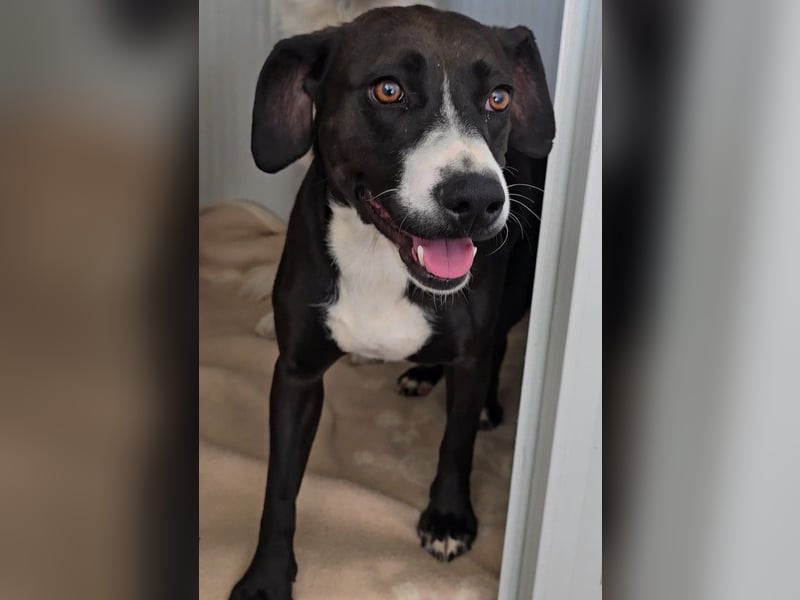 Sofia: Mini- Labrador für die ganze Familie